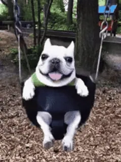 🌟 dog, swing, cute, french bulldog, happy, pet, animal telegram sticker