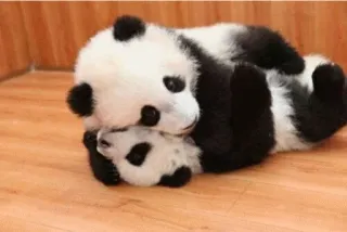 ❤ panda, cute, animals, wildlife, adorable, cubs telegram sticker