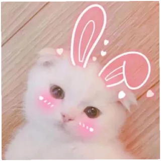🥰 猫, 子猫, 可愛い, 動物, うさ耳, かわいい, ピンク telegram sticker
