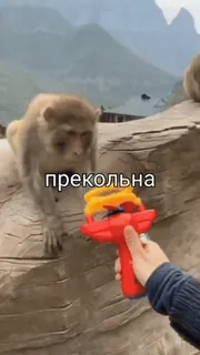 🌟 прекольна monkey, toy, animals, outdoors, funny, nature whatsapp sticker