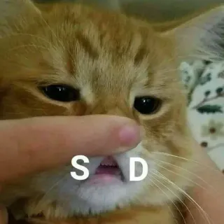 ☹️ SAD кот, грустный, животное, стикер telegram sticker