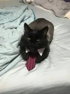🤩 kucing, dasi, hewan peliharaan, binatang, kucing hitam, pakaian formal, bisnis telegram sticker