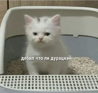 😕 дебил что ли дурацкий kat, kitten, meme, russisch, aanstootgevend, dier telegram sticker