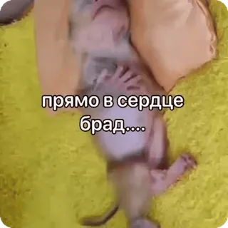 🌟 прямо в сердце брад..... whatsapp sticker