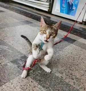 🎃 gato, gatinho, animal de estimação, animal, animal doméstico, felino, fofo whatsapp sticker