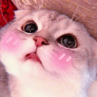 🧁 kot, kociak, słodki, zwierzę, zwierzę domowe, kot domowy telegram sticker