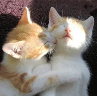 💋 katten, kittens, dieren, schattig, huisdier, liefdevol telegram sticker