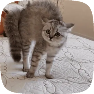 🐱 cat, frightened, scared, kitten, animal, domestic, pet telegram sticker