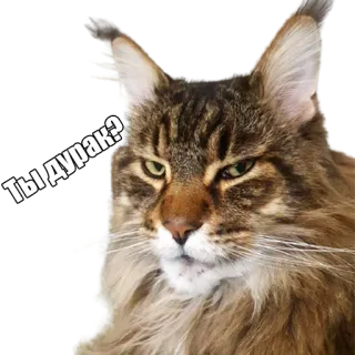 ❓ Ты дурак? кот, мем, русский, оскорбление, животное telegram sticker