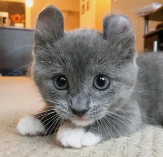 🥺 кот, котенок, животное, серый кот, милый, домашнее животное, питомец telegram sticker
