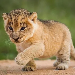 🦁 cachorro de león, animal, fauna, bebé león, cachorro telegram sticker