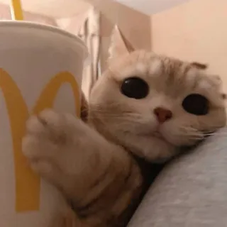 🪐 cat, McDonald's, drink, animal, cute, pet telegram sticker