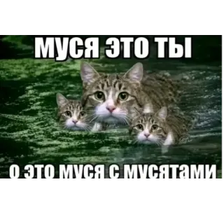 👍 МУСЯ ЭТО ТЫ О ЭТО МУСЯ С МУСЯТАМИ whatsapp sticker