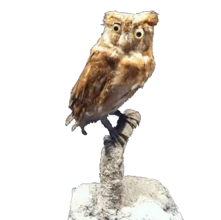🐦 hibou, oiseau, animal, faune, taxidermie whatsapp sticker