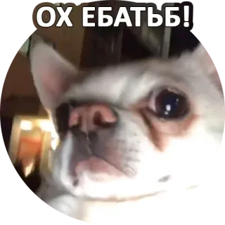 😯 ОХ ЕБАТЬ! cane, insulto russo, offensivo, meme, animale whatsapp sticker