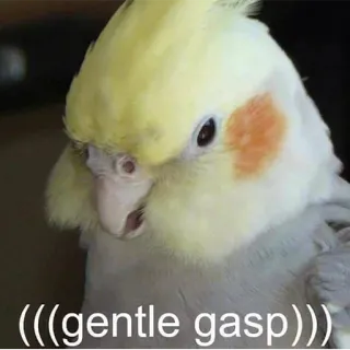 😳 (((gentle gasp))) cockatiel, perroquet, oiseau, hoquet, mème, mignon, animal telegram sticker