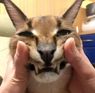 🤡 caracal, big floppa, cat, animal, floppa, teeth telegram sticker