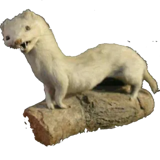🐁 hermine, belette, animal, mammifère, faune whatsapp sticker
