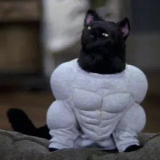 💪 cat, muscle, funny, animal, pet, black cat, buff, humor telegram sticker
