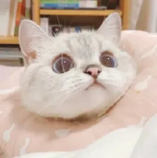 🥢 cat, cute, animal, pet, kitten, eyes, domestic cat telegram sticker