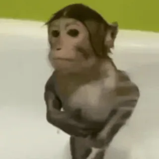 🙈 animal, singe, grand singe, primate, bain telegram sticker