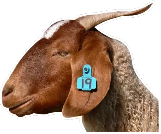 😒 goat, animal, farm, livestock, tag telegram sticker