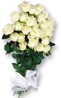 🌹 flowers, roses, white, bouquet whatsapp sticker