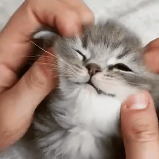 🤗 cat, kitten, cute, pet, animal, fluffy, domestic cat, mammal telegram sticker