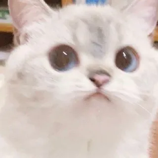 🤨 kat, schattig, dier, huisdier, kitten, huiskat telegram sticker
