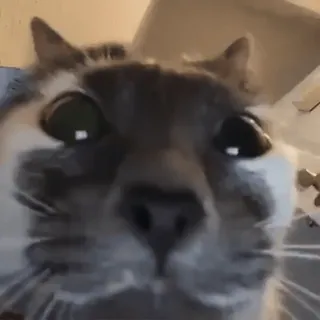 😲 gato, animal, mascota, primer plano, felino, gato doméstico whatsapp sticker