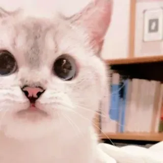 ☁️ gato, lindo, animal, mascota, felino, gato doméstico, mamífero, retrato telegram sticker