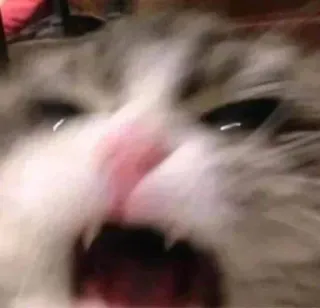 🤔 gato, enojado, felino, animal, gritando, gracioso, meme whatsapp sticker