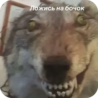 🫥 Ложись на бочок wolf, meme, taxidermy, funny, animal, lying down, distorted telegram sticker