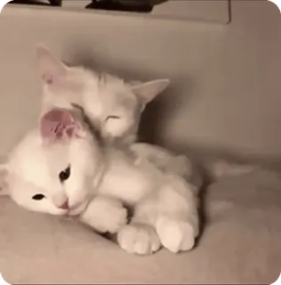 🌟 cats, kittens, animals, cute, pets, sleeping, cuddle telegram sticker
