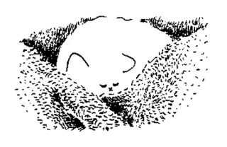 🤍 кот, животное, милый, сонный, каваий, иллюстрация, рисунок telegram sticker