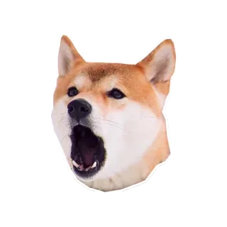 😵 собака, сиба-ину, животное, питомец telegram sticker