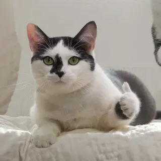 👍 gato, pulgar arriba, animal, lindo, gato doméstico whatsapp sticker