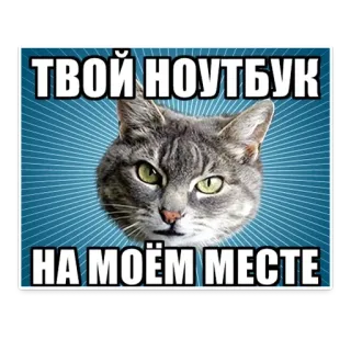 😡 ТВОЙ НОУТБУК
НА МОЁМ МЕСТЕ gato, portátil, meme, humor, mascota, animal telegram sticker
