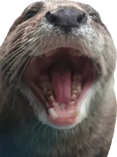 😮 wydra, zwierzę, ssak, słodki, dzika przyroda telegram sticker