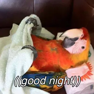 🌚 ((good night)) perroquet, oiseau, bonne nuit, sommeil, animal, mignon telegram sticker