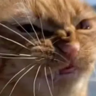 😠 cat, angry, meme, animal telegram sticker