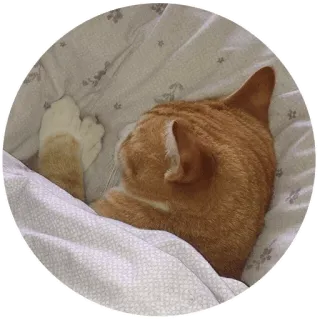 💤 gato, durmiendo, gato naranja, mascota, animal telegram sticker