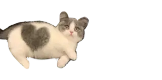 ❤️ cat, kitten, heart, cute, pet, animal telegram sticker