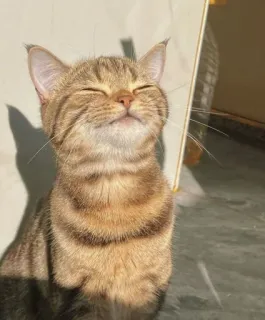 😌 Katze, Kätzchen, süß, Tier, glücklich telegram sticker