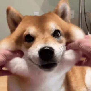 🐶 Hund, Shiba Inu, Haustier, Tier, süß, lustig, Meme telegram sticker