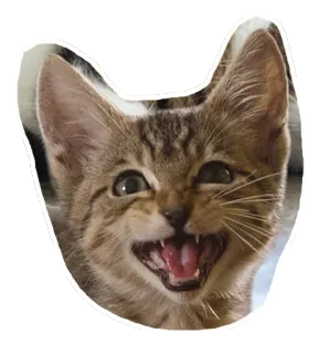 😱 แมว, ลูกแมว, สัตว์, สัตว์เลี้ยง, น่ารัก, บ้าน telegram sticker
