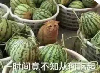 👂 一时竟不知从何吃起 gato, sandía, meme, gracioso, animales, comida, fruta, chino telegram sticker