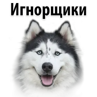 😒 Игнорщики dog, husky, animal, ignore, cute telegram sticker