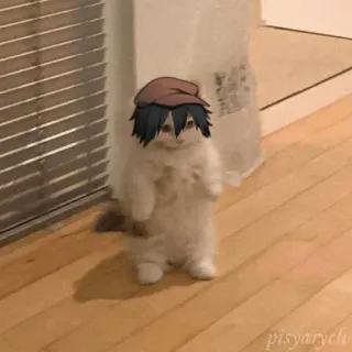 🐈 gato, gatinho, fofo, anime, engraçado, animal de estimação telegram sticker