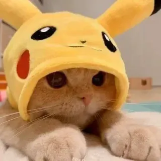 🤔 Pikachu Pokemon gato, gatito, Pikachu, Pokémon, animal, lindo, mascota whatsapp sticker